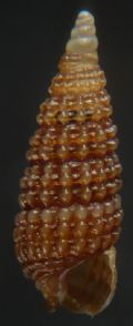 Cerithiopsis minima